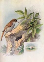 Rampichino - Certhia familiaris, c. 1910