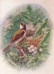 Sterpazzola - Sylvia cinerea, c1910, 1910