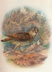 Beccaccia - Scolopax rusticula, ca. 1910, 1910