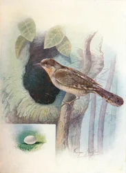 Torcilinguine - Iynx torquilla, c1910