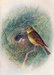 Zigolo giallo - Emberiza citrinella, c1910, 1910