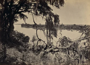 [Fiume Savannah, vicino a Savannah, Georgia]