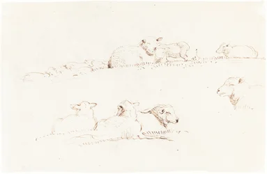Studi di Pecore al Pascolo