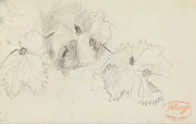 Foglie 1