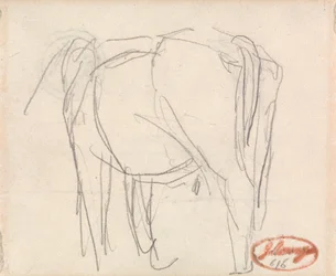 Studio di un animale