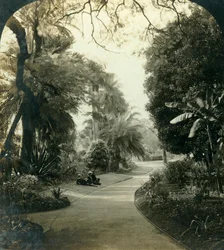 Sentiero nel Queens Park, Brisbane, Australia, c1909