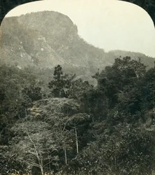 Vegetazione tropicale nella gola del fiume Barron, Cairns, Queensland, Australia