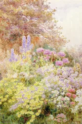 Anthemis, Papaveri e Speronella