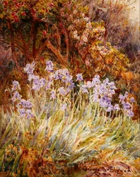 Iris azzurro pallido, Firenze