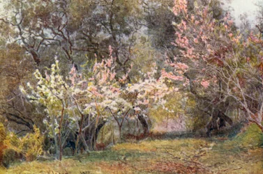 Pesca, prugna e fiore di pera (litografia a colori)