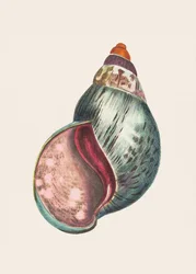 Bulla di agata