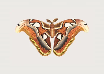 Falena Atlante
