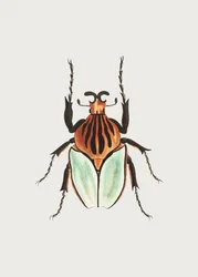 Capo Beetle