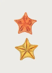 Asterias intagliate