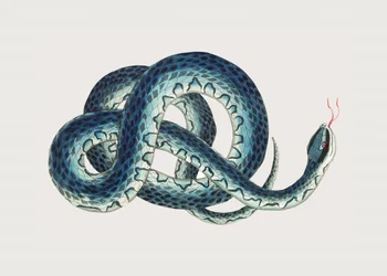 Serpente fasciato