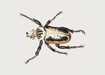 Scarabeo Golia