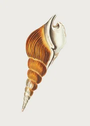 Spindle di Strombus