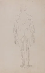 Esposizione anatomica comparata della struttura del corpo umano con quella di una tigre e di un uccello comune: Figura umana, vista posteriore (Ulteriore studio per la Tavola XII)