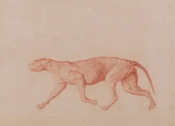 Esposizione anatomica comparata della struttura del corpo umano con quella di una tigre e di un uccello comune: Corpo di leopardo, vista laterale (primo di cinque studi su un altro grande felino)