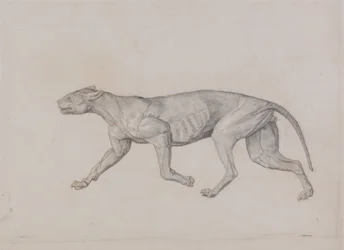 Esposizione anatomica comparata della struttura del corpo umano con quella di una tigre e di un uccello comune:  Corpo di leopardo, vista laterale