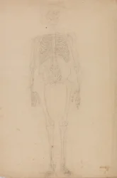 Esposizione anatomica comparata della struttura del corpo umano con quella di una tigre e di un uccello comune: Scheletro umano, vista anteriore