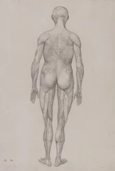 Esposizione anatomica comparata della struttura del corpo umano con quella di una tigre e di un volatile comune: Figura umana, vista posteriore (quasi identica al disegno finito per la tavola XII)