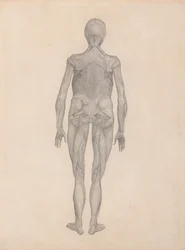 Esposizione anatomica comparata della struttura del corpo umano con quella di una tigre e di un uccello comune:  Figura umana, vista posteriore (studio finito per una lastra inedita)