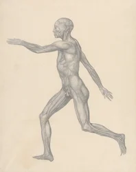 Esposizione anatomica comparata della struttura del corpo umano con quella di una tigre e di un uccello comune: Figura umana, vista laterale, dopo la rimozione della pelle e degli strati fasciali sottostanti (Studio finito per la Tavola XIII)