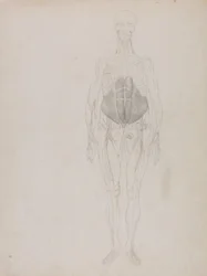 Esposizione anatomica comparata della struttura del corpo umano con quella di una tigre e di un uccello comune: Figura umana, vista anteriore (in gran parte in forma schematica)