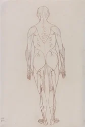 Esposizione anatomica comparata della struttura del corpo umano con quella di una tigre e di un uccello comune: Figura umana, vista posteriore (Disegno schematico per la figura chiave della Tavola XII)