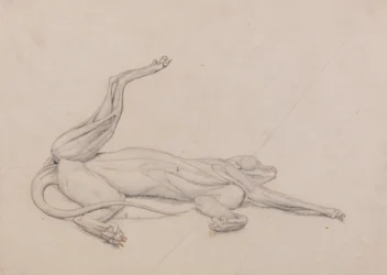 Esposizione anatomica comparata della struttura del corpo umano con quella di una tigre e di un uccello comune: Tigre, supina, vista ventralmente