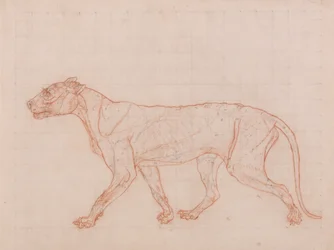 Esposizione anatomica comparata della struttura del corpo umano con quella di una tigre e di un uccello comune:  Corpo della tigre, vista laterale
