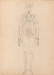 Esposizione anatomica comparata della struttura del corpo umano con quella di una tigre e di un uccello comune: Scheletro umano, vista anteriore