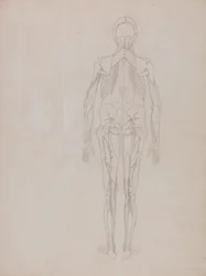 Esposizione anatomica comparata della struttura del corpo umano con quella di una tigre e di un uccello comune: Figura umana, vista posteriore (Disegno di massima per la figura chiave di una lastra inedita)