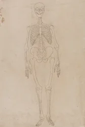 Esposizione anatomica comparata della struttura del corpo umano con quella di una tigre e di un uccello comune: Scheletro umano, vista anteriore