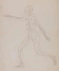 Esposizione anatomica comparata della struttura del corpo umano con quella di una tigre e di un uccello comune: Figura umana, vista laterale (in relazione alla Tavola XIII, studio dettagliato dei vasi sanguigni che riforniscono i muscoli)