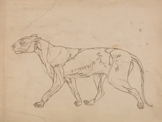 Esposizione anatomica comparata della struttura del corpo umano con quella di una tigre e di un uccello comune:  Corpo di tigre, vista laterale (studio sommario dei muscoli superficiali e del loro apporto di sangue, probabilmente realizzato per una figura 