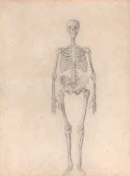 Esposizione anatomica comparata della struttura del corpo umano con quella di una tigre e di un uccello comune: Scheletro umano, vista anteriore (Studio finito per la Tavola I)