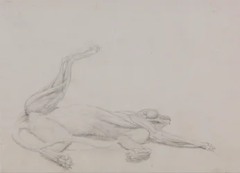 Esposizione anatomica comparata della struttura del corpo umano con quella di una tigre e di un uccello comune:  Corpo di tigre, supino, visto ventralmente