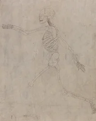 Esposizione anatomica comparata della struttura del corpo umano con quella di una tigre e di un uccello comune: Scheletro umano, vista laterale