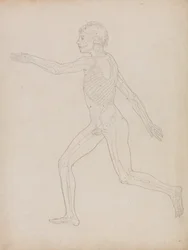 Esposizione anatomica comparata della struttura del corpo umano con quella di una tigre e di un uccello comune: Figura umana, vista laterale