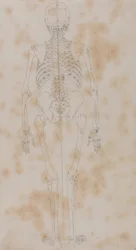 Esposizione anatomica comparata della struttura del corpo umano con quella di una tigre e di un uccello comune: Scheletro umano, vista posteriore (forse il primo degli studi sullo scheletro)