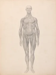 Esposizione anatomica comparata della struttura del corpo umano con quella di una tigre e di un uccello comune: Figura umana, vista anteriore, pelle e strati fasciali sottostanti rimossi (Studio finito per la Tavola XI)