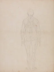 Esposizione anatomica comparata della struttura del corpo umano con quella di una tigre e di un uccello comune: Figura umana, vista posteriore