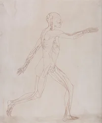 Esposizione anatomica comparata della struttura del corpo umano con quella di una tigre e di un uccello comune: Figura umana, vista laterale (Preparato per il trasferimento sulla lastra della figura chiave della Tavola XIII)