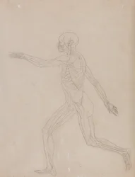 Esposizione anatomica comparata della struttura del corpo umano con quella di una tigre e di un uccello comune: Figura umana, vista laterale