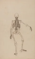 Esposizione anatomica comparata della struttura del corpo umano con quella di una tigre e di un uccello comune: Scheletro umano, vista posteriore