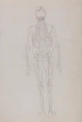 Esposizione anatomica comparata della struttura del corpo umano con quella di una tigre e di un uccello comune: Figura umana, vista posteriore (Schema di una figura chiave che mostra la fase finale della dissezione)