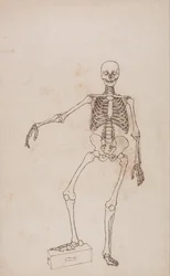 Esposizione anatomica comparata della struttura del corpo umano con quella di una tigre e di un uccello comune: Scheletro umano, vista anteriore