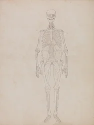 Esposizione anatomica comparata della struttura del corpo umano con quella di una tigre e di un uccello comune:  Figura umana, vista anteriore (figura di contorno)